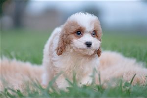 Zazu - Cavapoo for sale