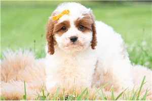 Earnest - Cavapoo for sale