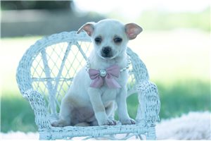 Dawn - Chihuahua for sale