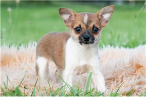 Fabian - Chihuahua for sale