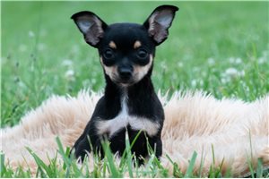 Imani - Chihuahua for sale