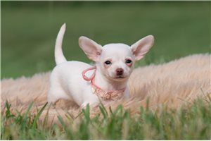 Sonia - Chihuahua for sale