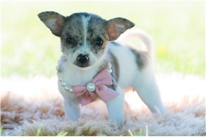 Pica - Chihuahua for sale