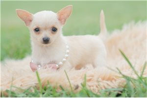 Destiny - Chihuahua for sale