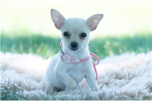 Tiny - Chihuahua for sale