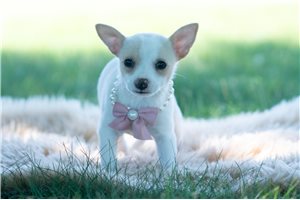 Peony - Chihuahua for sale