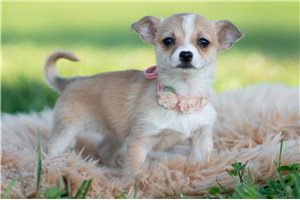 Daphne - Chihuahua for sale