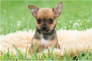 Falco - Chihuahua for sale