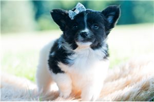 Alton - Chihuahua for sale