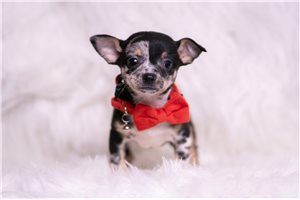 August - Chihuahua for sale
