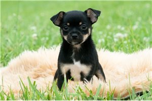 Indie - Chihuahua for sale
