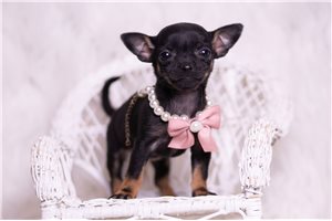 Ayla - Chihuahua for sale