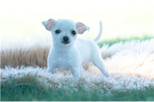 Waynoka - Chihuahua for sale