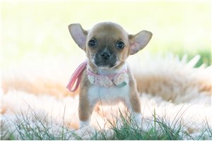 Westlyn - Chihuahua for sale
