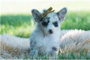 Blue - Chihuahua for sale