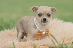 Eric - Chihuahua for sale