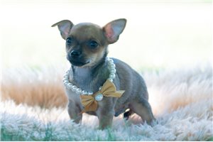 Wallace - Chihuahua for sale