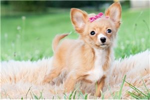 Shana - Chihuahua for sale