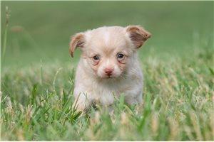 Sean - Chihuahua for sale