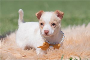 Nino - Chihuahua for sale