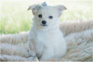 Easton - Chihuahua for sale