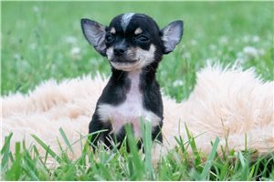 Icon - Chihuahua for sale