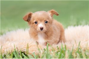 Shana - Chihuahua for sale