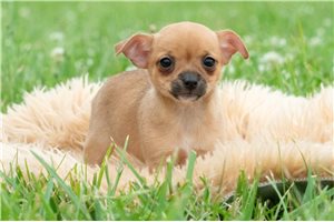 Iggy - Chihuahua for sale