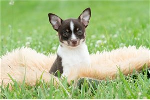 Ibby - Chihuahua for sale