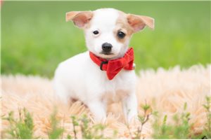 Nantucket - Chihuahua for sale