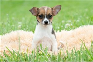 Dahlia - Chihuahua for sale
