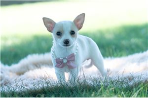 Peony - Chihuahua for sale