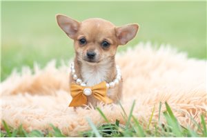 Edison - Chihuahua for sale