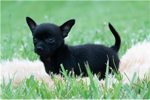 Indigo - Chihuahua for sale