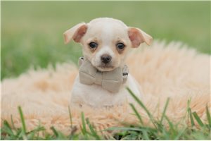 Elmo - Chihuahua for sale