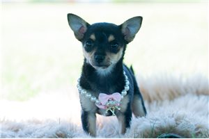 Whimsey - Chihuahua for sale