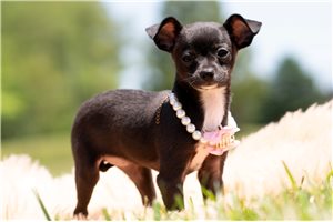 Leela - Chihuahua for sale
