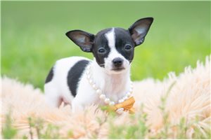 Noelle - Chihuahua for sale