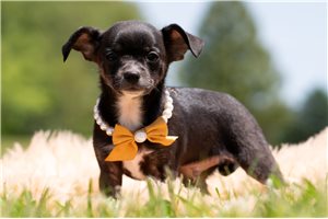 Larson - Chihuahua for sale