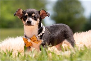 Laser - Chihuahua for sale