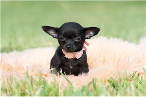 Sydney - Chihuahua for sale