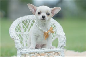 Emmett - Chihuahua for sale