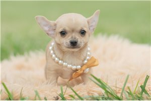 Ewan - Chihuahua for sale