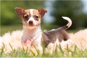 Laurel - Chihuahua for sale