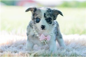 Nina - Chihuahua for sale