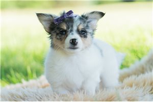 Sunny - Chihuahua for sale
