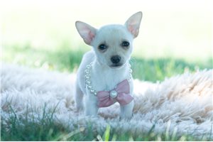 Coco - Chihuahua for sale
