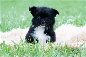 Ibeza - Chihuahua for sale