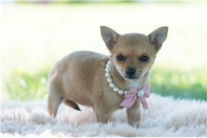 Whisper - Chihuahua for sale