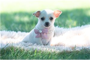 Dawn - Chihuahua for sale